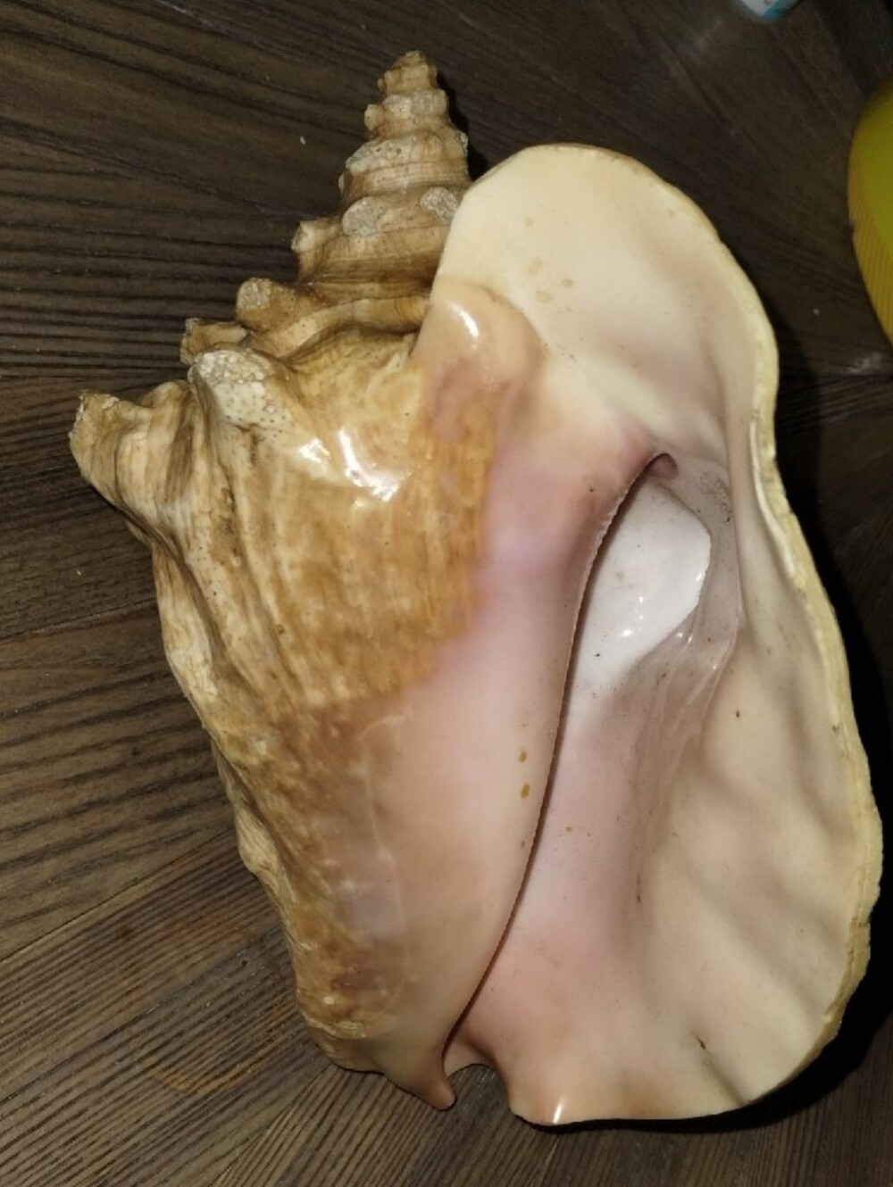Real Sea Shell.. Large In Size - Picture 2 of 5